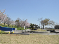 桜リバーサイドパーク4
